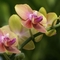 orchidea-1