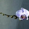 orchidea-2