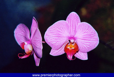 orchidea-3