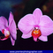 orchidea-3