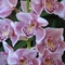 orchidea-4