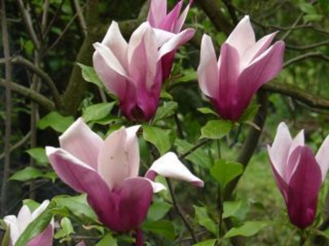 tulipánfa-1