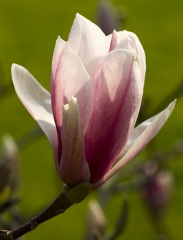 tulipánfa-3