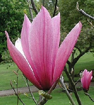 tulipánfa-5