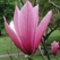 tulipánfa-5
