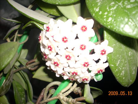 Első virága