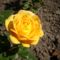 Kinyílt sárga rózsa