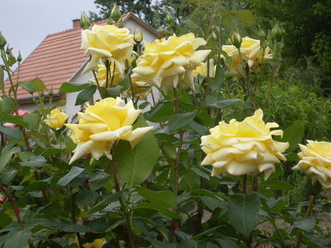 rózsa
