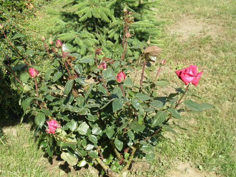egy rózsabokor
