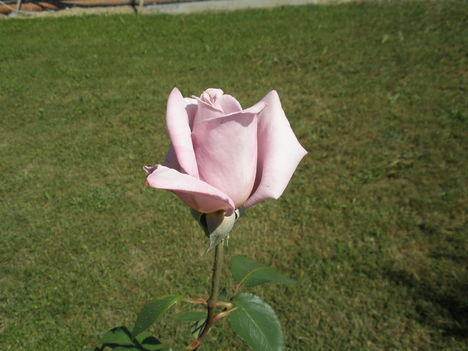 egy rózsaszál