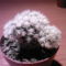 Mammillaria gracilis monstruosa snowcap