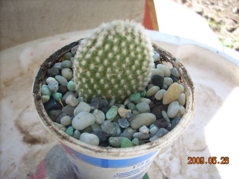 Opuntia microdasys (?)