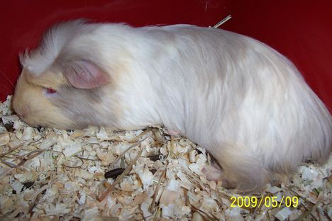 Dönci