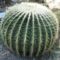 Echinocactus_grusonii_-_golden_barrel_cactus_-_status-endangered