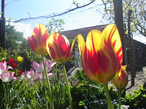 tulipanok