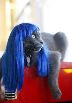 Electric Blue Kytty Wig