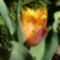 Rojtos szélű tulipán