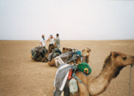 A Sivatagban a tevéken