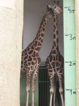 giraffen