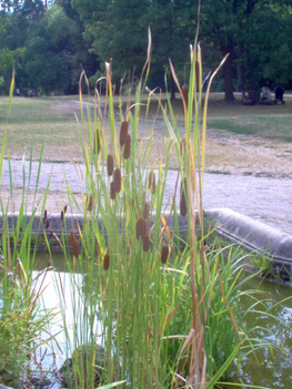 Gödöllő-Kastély-napok-2007