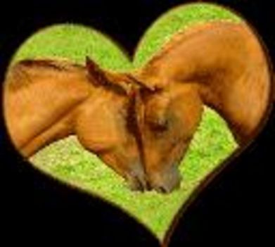 horse love