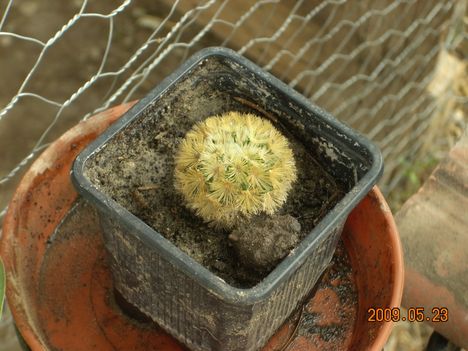 Mammillaria carmenae