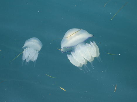 medúzák a Bolgár napospartnál