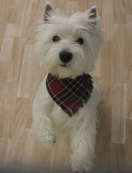 Westie