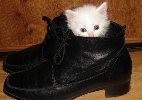 cica cipőben