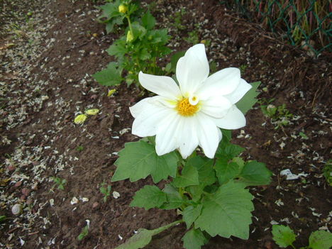 virág1 2