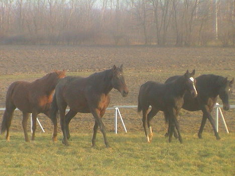 DSC4 (14)