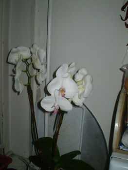 orchidea
