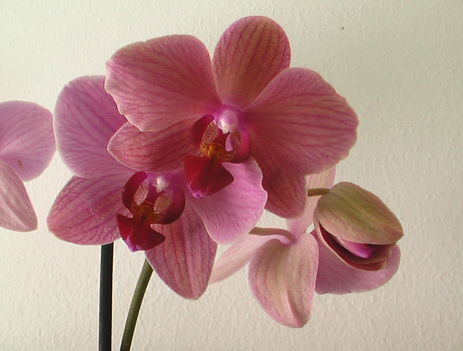 Orhidea10
