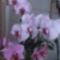 Orhidea11