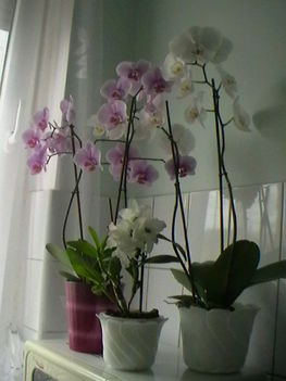 Orhidea12