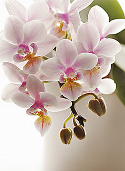 Orhidea15