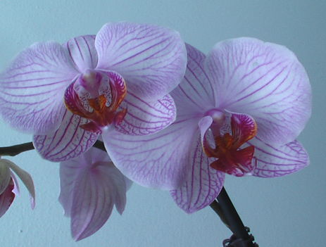 Orhidea16