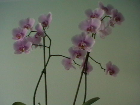 Orhidea19