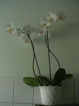 Orhidea27