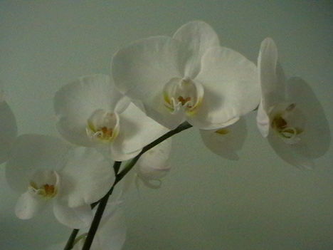 Orhidea29