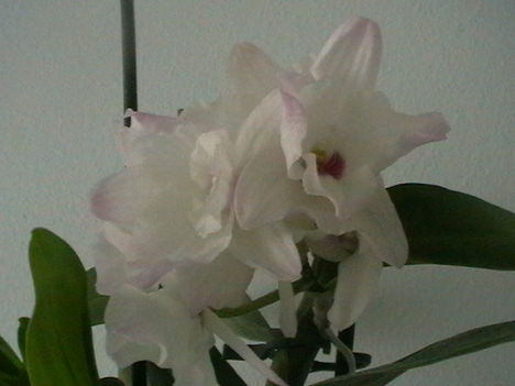 Orhidea2