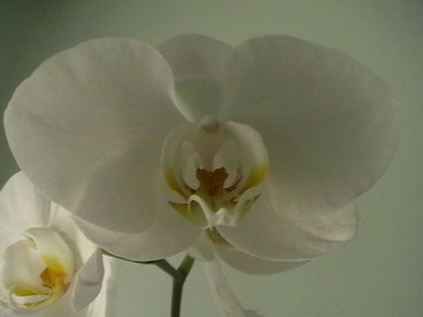 Orhidea32