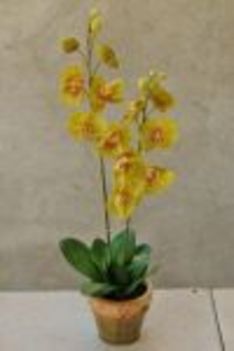 Orhidea35