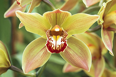 Orhidea36