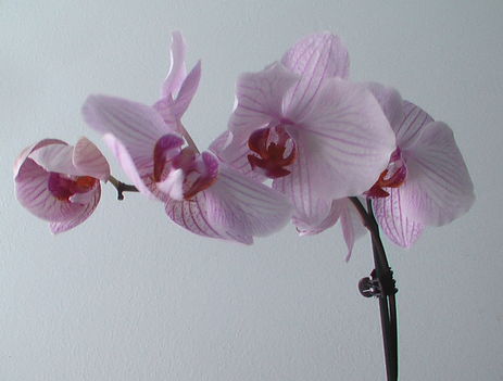 Orhidea4