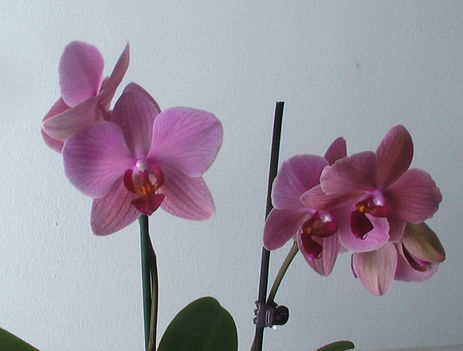 Orhidea9