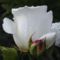 szülinapra fehér rózsa