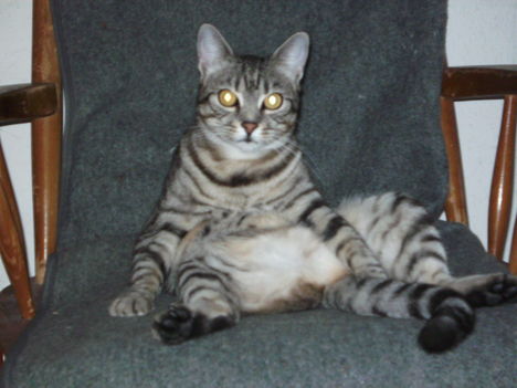 Mandula