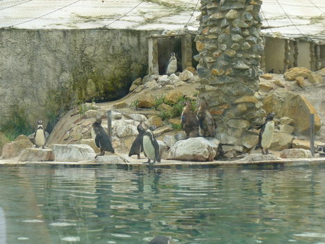 Pingvinek
