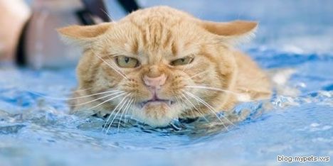 angry-cat-swimming